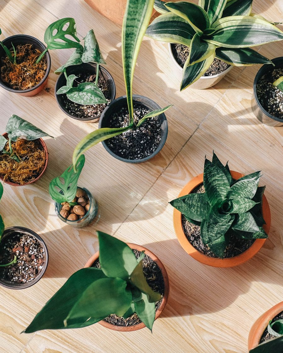 A thriving potted houseplant in a bright living room